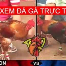 đá gà philippin trực tiếp
