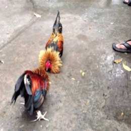 đá gà philippines cựa dao