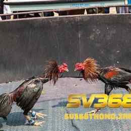 đá gà sv 368 info