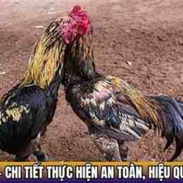 đá gà tha mo