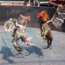 đá gà thế giới