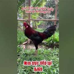 đá gà tho mo 67