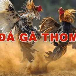 dá gà thommo