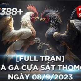đá gà thomo 19 7