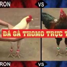đá gà thomo 19 tháng 2