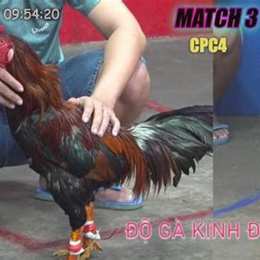 đa ga thomo 2 2 2023
