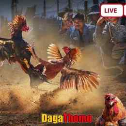 da ga thomo 20 6 2024