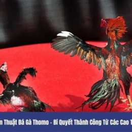 đá gà thomo 22 5 2023
