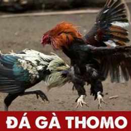 đa ga thomo 24 11