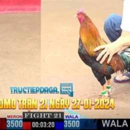 đá gà thomo 27 5 2024 tran 54