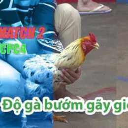 đá gà thomo 28 3 c3