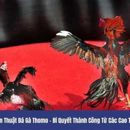 đá gà thomo 7 5 2023