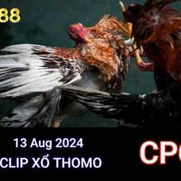 da ga thomo 8 5 2024