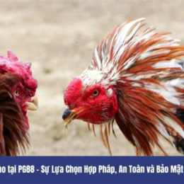 đá gà thomo bảo xì tin