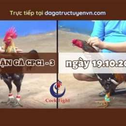 đá gà thomo c1 3 8