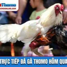 da ga thomo c3 hom nay