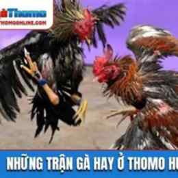 da ga thomo c3 tran 21 hom nay