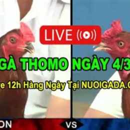 đá gà thomo c3 trực tiếp