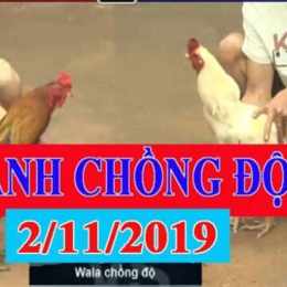 đá gà thomo chồng độ 3 cái