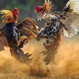 đá gà thomo đá gà thomo trực tiếp