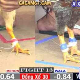 đá gà thomo hôm nay bình luận viên