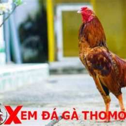 đá gà thomo mít trà cú