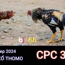 đá gà thomo ngày 13 tháng 11