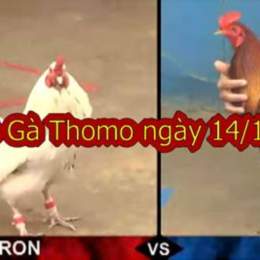 đá gà thomo ngày 14 thắng 10