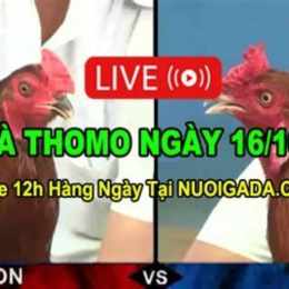 đá gà thomo ngày 16 tháng 12