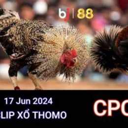 đá gà thomo ngày 17 tháng 7 c2