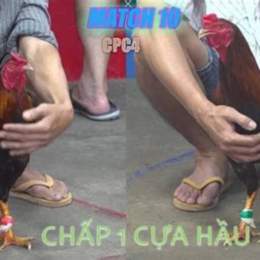 đá gà thomo ngày 22 thắng 7