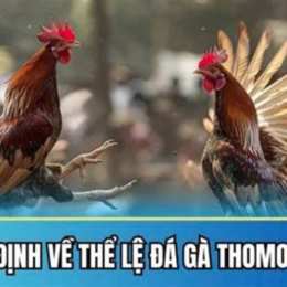 đá gà thomo ngày 25 thắng 6