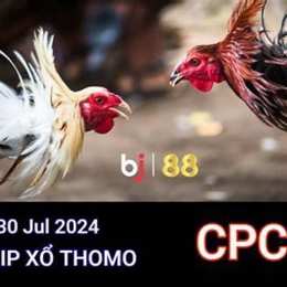 đá gà thomo ngày 30 tháng 4