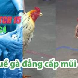 đá gà thomo trận 11 15 19