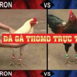 đá gà thomo trang bình luận