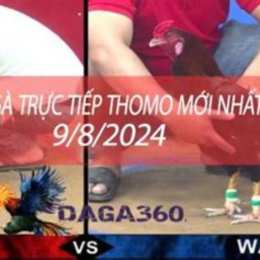 đá gà thomo trực tiếp hôm nay cpc3