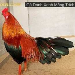 da ga thomo xanh mong trich