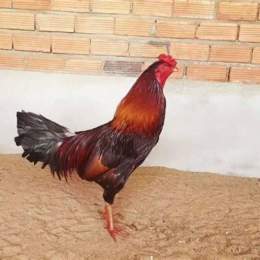 đá gà thomo xanh râu mít trà cú