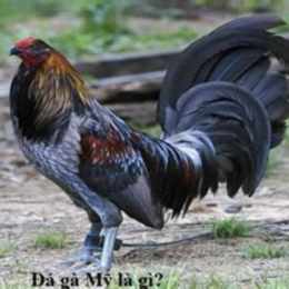 da ga thomor