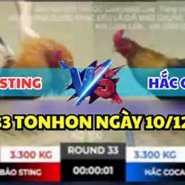 đá gà tonhon hôm nay trực tiếp