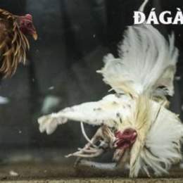 da ga tonhon hom nay
