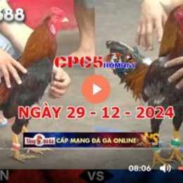 đá gà trận 21 c5 hôm nay
