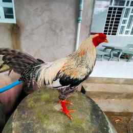 đá gà trang bình luận