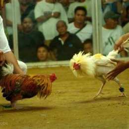 đá gà tre cựa dao