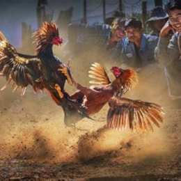 đá gà tre cựa sắt miền tây