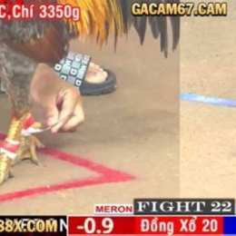 đá gà trên 67 trực tiếp
