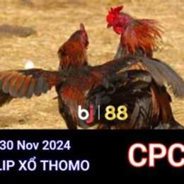 đá gà trên campuchia