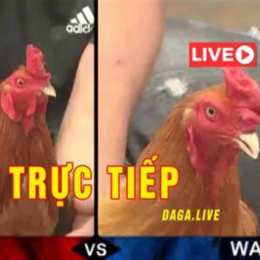 đá gà trên thomo trực tiếp