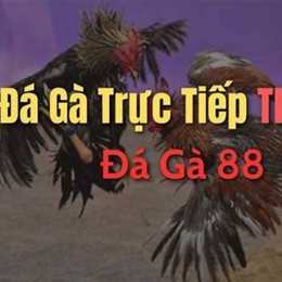 đá gà trực tiếp 88 z