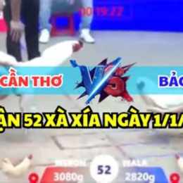 đá gà trực tiếp bảo sting mới nhất